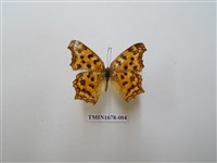 藏品(黃鉤蛺蝶)的圖片